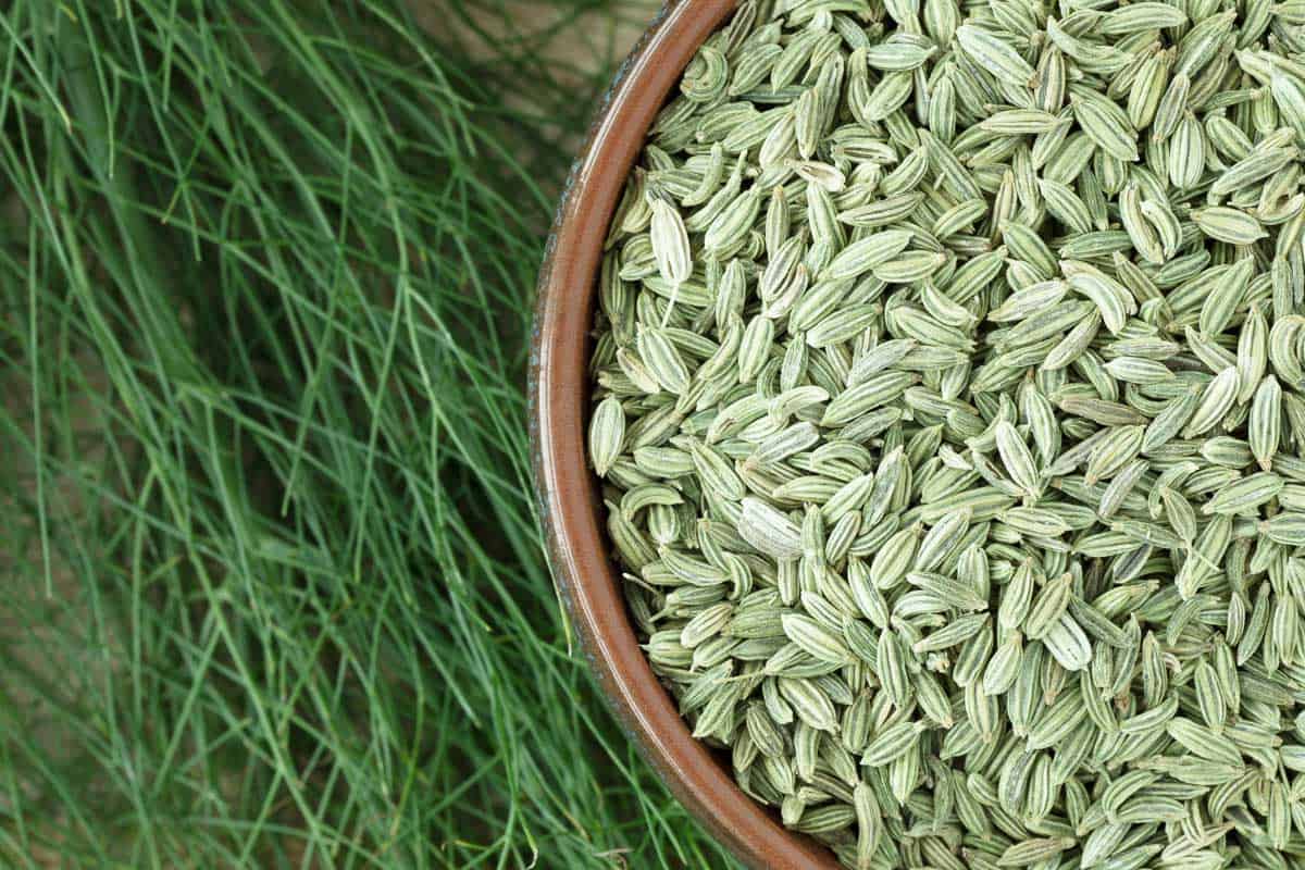 Fennel Seeds-- سونف